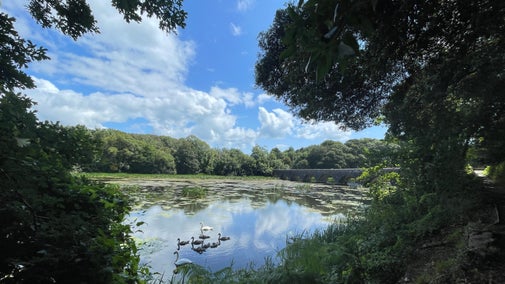 Elyrch ar y llynnoedd yn Stagbwll, Sir Benfro